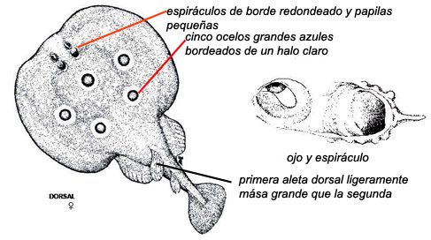 Torpedo torpedo_02.jpg